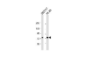 All lanes : Anti-ABCD1 Antibody (Center) at 1:2000 dilution Lane 1: 293T/17 whole cell lysate Lane 2: HL-60 whole cell lysate Lysates/proteins at 20 μg per lane. (ABCD1 抗体  (AA 257-285))
