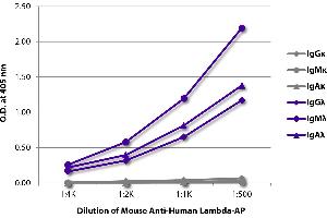 ELISA plate was coated with purified human IgGκ, IgMκ, IgAκ, IgGλ, IgMλ, and IgAλ. (小鼠 anti-人 Ig (Chain lambda) Antibody (Alkaline Phosphatase (AP)))