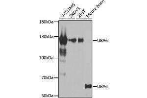 Western blot analysis of extracts of various cell lines, using UB antibody (ABIN6129502, ABIN6149769, ABIN6149771 and ABIN6223415) at 1:1000 dilution. (UBA6 抗体  (AA 1-260))