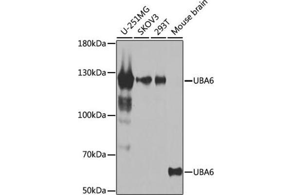 UBA6 Antikörper  (AA 1-260)