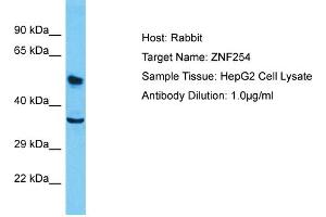 Host: Rabbit Target Name: ZNF254 Sample Type: HepG2 Whole Cell lysates Antibody Dilution: 1. (ZNF254 抗体  (Middle Region))