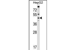 MCAT Antibody (C-term) (ABIN1537120 and ABIN2848904) western blot analysis in HepG2 cell line lysates (35 μg/lane). (MCAT 抗体  (C-Term))
