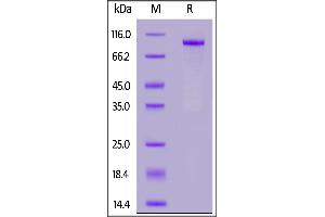 Human NOTCH1, Fc Tag on  under reducing (R) condition. (Notch1 Protein (AA 19-526) (Fc Tag))