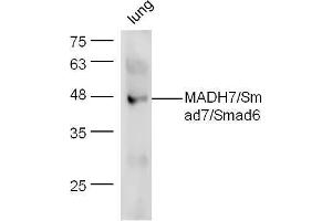 Mouse lung lysate probed with Anti-Smad7 + Smad6 Polyclonal Antibody  at 1:5000 90min in 37˚C. (SMAD7 抗体  (AA 1-100))