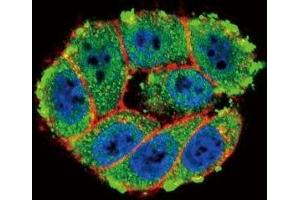 Confocal immunofluorescent analysis of PKC alpha antibody with HeLa cells followed by Alexa Fluor 488-conjugated goat anti-rabbit lgG (green). (PKC alpha 抗体  (AA 299-329))