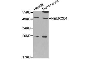 Western blot analysis of extracts of various cell lines, using NEUROD1 antibody (ABIN5970495) at 1/1000 dilution. (NEUROD1 抗体)