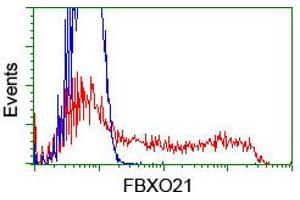 HEK293T cells transfected with either RC223095 overexpress plasmid (Red) or empty vector control plasmid (Blue) were immunostained by anti-FBXO21 antibody (ABIN2455368), and then analyzed by flow cytometry. (FBXO21 抗体)