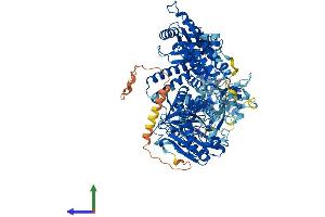 AlphaFold protein structure predicition of Mouse Recombinant Pold1 Protein, UniprotID P52431