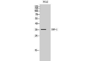 Western Blotting (WB) image for anti-Interferon Regulatory Factor 1 (IRF1) (Internal Region) antibody (ABIN3179003) (IRF1 抗体  (Internal Region))