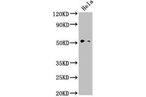 Western Blot Positive WB detected in: Hela whole cell lysate All lanes: NR0B1 antibody at 2. (PPP1R9A 抗体  (AA 1-243))
