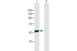 Western Blot analysis of HEXDC expression in transfected 293T cell line by HEXDC MaxPab polyclonal antibody. (HEXDC 抗体  (AA 1-493))