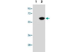 Western blot analysis of NAP1L1 (arrow) using NAP1L1 polyclonal antibody . (NAP1L1 抗体  (N-Term))