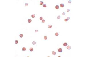 Immunohistochemistry (IHC) image for anti-NLR Family, Pyrin Domain Containing 11 (NLRP11) (C-Term) antibody (ABIN1030531)