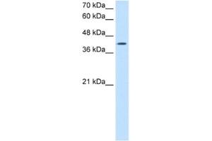 Western Blotting (WB) image for anti-Actin-Related Protein 2 (ACTR2) antibody (ABIN2462917) (ACTR2 抗体)