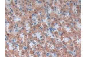 Detection of LOX1 in Rat Stomach Tissue using Polyclonal Antibody to Lectin Like Oxidized Low Density Lipoprotein Receptor 1 (LOX1)