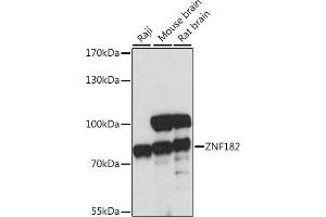 Western blot analysis of extracts of various cell lines, using ZNF182 antibody (ABIN7271462) at 1:1000 dilution. (ZNF182 抗体  (AA 100-210))
