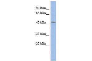WB Suggested Anti-DPF2 Antibody Titration: 0. (DPF2 抗体  (Middle Region))