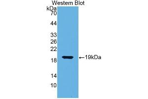 Western Blotting (WB) image for anti-Biglycan (BGN) (AA 49-182) antibody (ABIN1176713) (Biglycan 抗体  (AA 49-182))