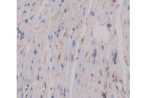 Used in DAB staining on fromalin fixed paraffin- embedded Kidney tissue (CDH15 抗体  (AA 60-374))