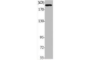 Western Blot analysis of various cells using Phospho-IRS-1 (S794) Polyclonal Antibody (IRS1 抗体  (pSer794))