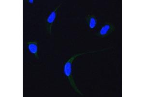 IF analysis of SDHA using anti-SDHA antibody (ABIN7602753). (SDHA 抗体  (C-Term))