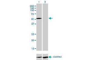Western blot analysis of IL13RA2 over-expressed 293 cell line, cotransfected with IL13RA2 Validated Chimera RNAi (Lane 2) or non-transfected control (Lane 1). (IL13RA2 抗体  (AA 27-126))