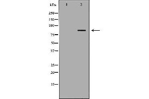Western blot analysis of Mouse spleen lysate, using FOXM1 Antibody. (FOXM1 抗体  (N-Term))
