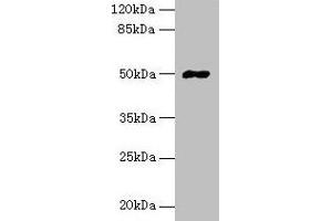 Western blot All lanes: FAM69A antibody at 8 μg/mL + HepG2 whole cell lysate Secondary Goat polyclonal to rabbit IgG at 1/10000 dilution Predicted band size: 50, 19 kDa Observed band size: 50 kDa (FAM69A 抗体  (AA 49-162))