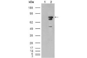 Western Blot showing using BRAF antibody used against HEK293T cells transfected with the pCMV6-ENTRY control (1) and pCMV6-ENTRY Braf cDNA (2). (BRAF 抗体)