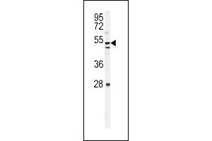 KI Antibody (C-term) (ABIN654471 and ABIN2844205) western blot analysis in mouse NIH-3T3 cell line lysates (35 μg/lane). (KIAA1609 抗体  (C-Term))