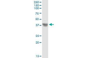 ASPN MaxPab rabbit polyclonal antibody. (Asporin 抗体  (AA 1-384))