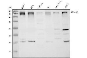 Western blot analysis of CHD2 using anti-CHD2 antibody (ABIN5518901). (CHD2 抗体  (AA 1124-1351))