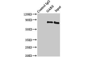 Immunoprecipitating GARS in HL60 whole cell lysate Lane 1: Rabbit control IgG instead of (1 μg) instead of ABIN7154194 in HL60 whole cell lysate. (GARS 抗体  (AA 1-389))