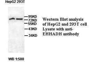 Image no. 2 for anti-Enoyl-CoA, Hydratase/3-Hydroxyacyl CoA Dehydrogenase (EHHADH) antibody (ABIN791209) (EHHADH 抗体)