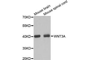 Western blot analysis of extracts of various cell lines, using WNT3A antibody (ABIN5970236) at 1/1000 dilution. (WNT3A 抗体)