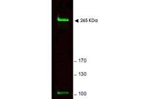 Western blot using Rif1 polyclonal antibody  shows detection of a band ~ 265 KDa corresponding to mouse Rif1 (arrowhead). (RIF1 抗体  (AA 2406-2419))