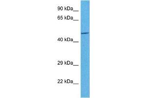 Host:  Rabbit  Target Name:  CYTB  Sample Tissue:  Human OVCAR-3 Whole Cell  Antibody Dilution:  1ug/ml (Cytochrome b 抗体  (C-Term))