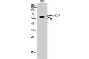 Western Blot analysis of VEC cells with Phospho-Smad2/3 (Thr8) Polyclonal Antibody (Smad2/3 抗体  (pThr8))