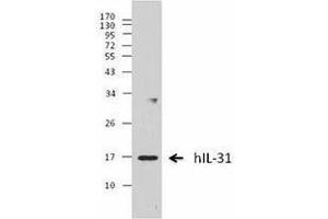 Western Blotting (WB) image for anti-Interleukin 31 (IL31) antibody (ABIN2665158) (IL-31 抗体)
