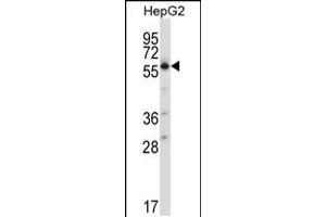 Western blot analysis in HepG2 cell line lysates (35ug/lane). (SLC30A1 抗体  (C-Term))