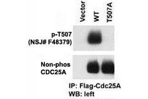 The phospho-CDC25A antibody used in western blot with cells transfected with wild type or mutant T507 A of CDC25A.