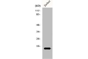 Western Blot analysis of Jurkat cells using GADD 45γ Polyclonal Antibody (GADD45G 抗体  (C-Term))