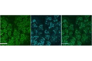 ABIN2563964 (4ug/ml) staining of Mouse SubMandibular Gland cells at E18. (MUC19 抗体  (Internal Region))