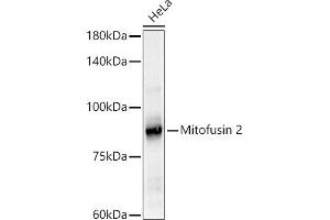 Western blot analysis of extracts of HeLa cells, using Mitofusin 2 antibody (ABIN6133825, ABIN6143800, ABIN6143803 and ABIN6216518) at 1:500 dilution. (MFN2 抗体  (AA 500-600))