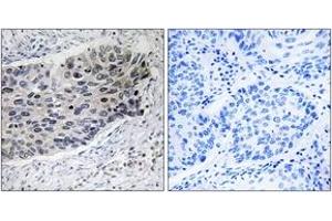 Immunohistochemistry (IHC) image for anti-Pyruvate Carboxylase (PC) (AA 357-406) antibody (ABIN2890557) (PC 抗体  (AA 357-406))