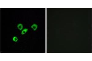 Immunofluorescence (IF) image for anti-Olfactory Receptor, Family 10, Subfamily Z, Member 1 (OR10Z1) (AA 201-250) antibody (ABIN1536031)