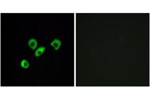 Immunofluorescence analysis of MCF7 cells, using OR10Z1 Antibody. (OR10Z1 抗体  (AA 201-250))