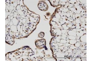 Immunoperoxidase of monoclonal antibody to HOOK3 on formalin-fixed paraffin-embedded human placenta. (HOOK3 抗体  (AA 622-718))