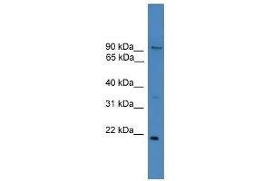 Western Blot showing FOXM1 antibody used at a concentration of 1. (FOXM1 抗体  (N-Term))