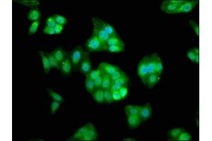 Immunofluorescence staining of HepG2 cells with ABIN7167140 at 1:133, counter-stained with DAPI. (RASSF7 抗体  (AA 300-368))